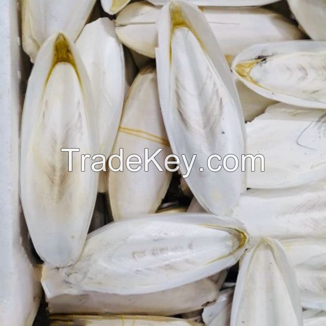 CUTTLEFISH BONE IN VIETNAM - BLEACHED WHITE/ BLEACHED WHITE/TRIMMED/UNTRIMMED/ TRIMMED and UNBLEACHED