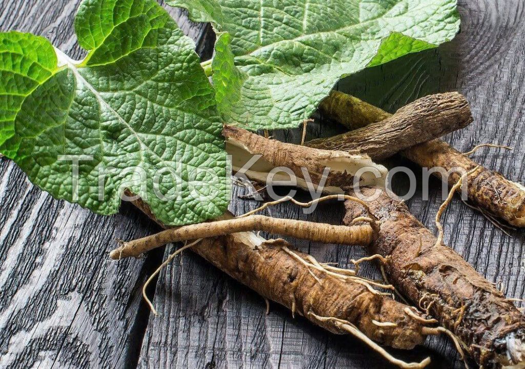 BURDOCK ROOT PRODUCT from VIETNAM / The Natural Choice for Health and Beauty / HIGH QUALITY in VIETNAM