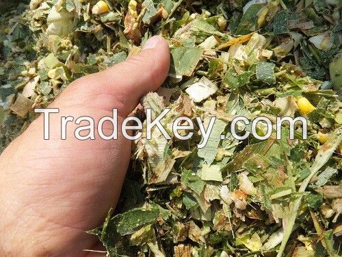 TOP-GRADE VIETNAM CORN SILAGE FOR HEALTHY LIVESTOCK FEED