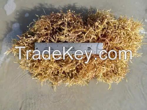 Best product for Health from Vietnam / Sargassum Seaweed with Premium Quality / Good price