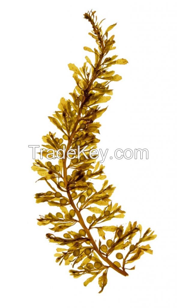 Good product from NATURE / SARGASSUM SEAWEED provide by SUPPLIER in VIETNAM