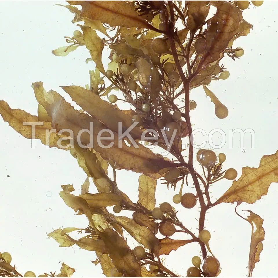 Good product from NATURE / SARGASSUM SEAWEED provide by SUPPLIER in VIETNAM