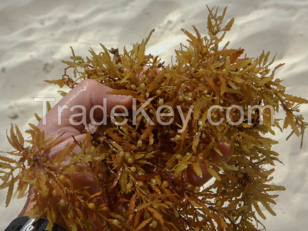 SARGASSUM SEAWEED made in VIETNAM