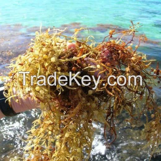 Best product for Health from Vietnam / Sargassum Seaweed with Premium Quality / Good price