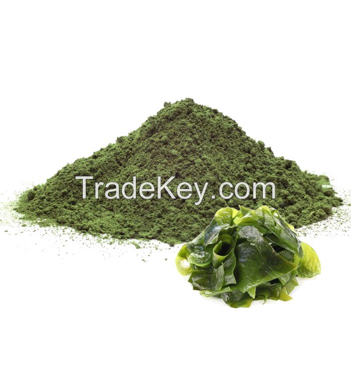 VIETNAM ORGANIC SEA LETTUCE SEAWEED DRIED ULVA LACTUCA POWDER HIGH GRADE FOR ANIMAL FEED