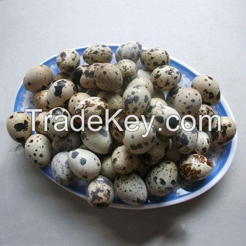 BEST VIETNAM CANNED QUAIL EGGS WITH TASTE, IDEAL FOR HOME COOKING