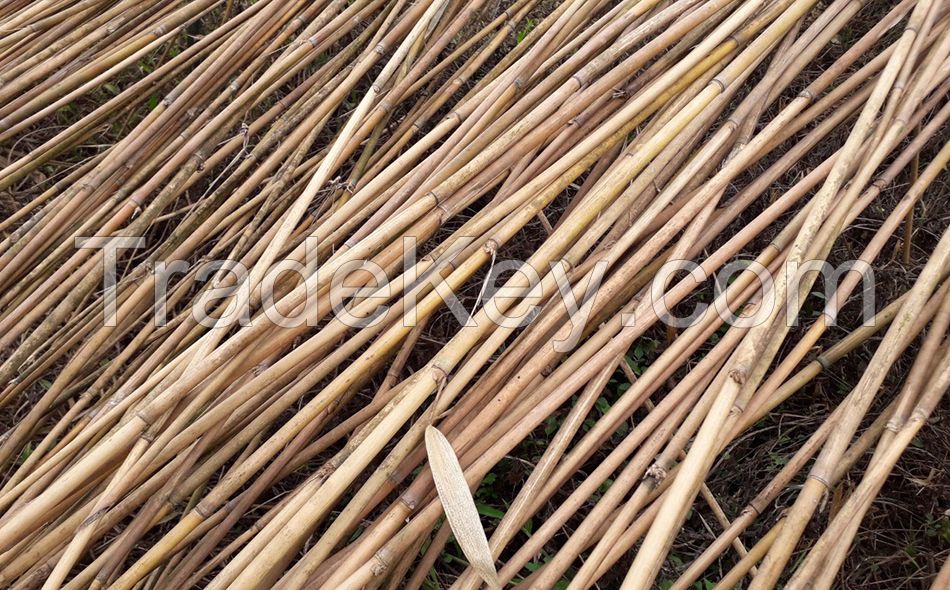 VIETNAMESE BAMBOO POLES NATURAL ECO-FRIENDLY DURABLE SUSTAINABLE GARDENING