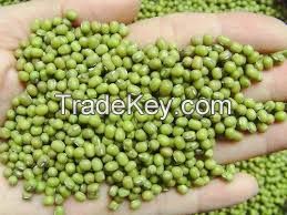 VIETNAMESE WHOLESALE MOONG BEANS GREEN // 100% NATURAL // BEST FOR PROTEIN RICH VEGAN DIETS // HIGH QUALITY