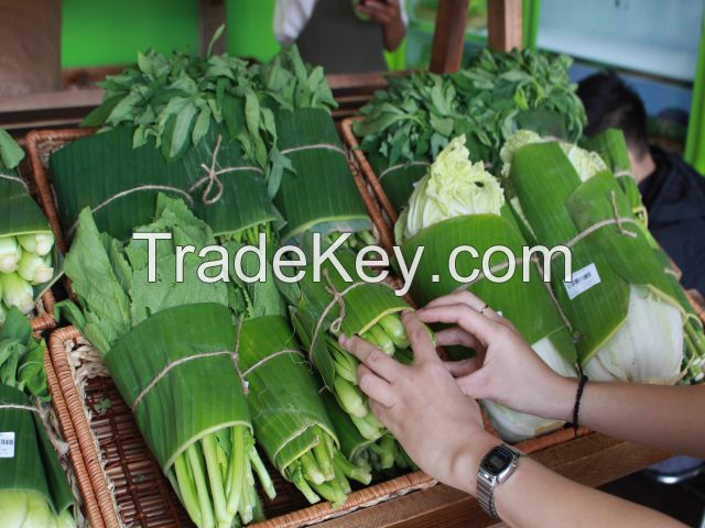 VIETNAMESE BANANA LEAF SUPPLY - HIGH-QUALITY LEAVES FOR CULINARY DELIGHTS AND HANDMADE CRAFTS