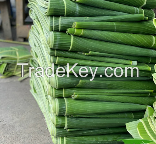 FRESH VIETNAMESE BANANA LEAVES - TOP GRADE LEAVES FOR CULINARY/ LOW PRICE