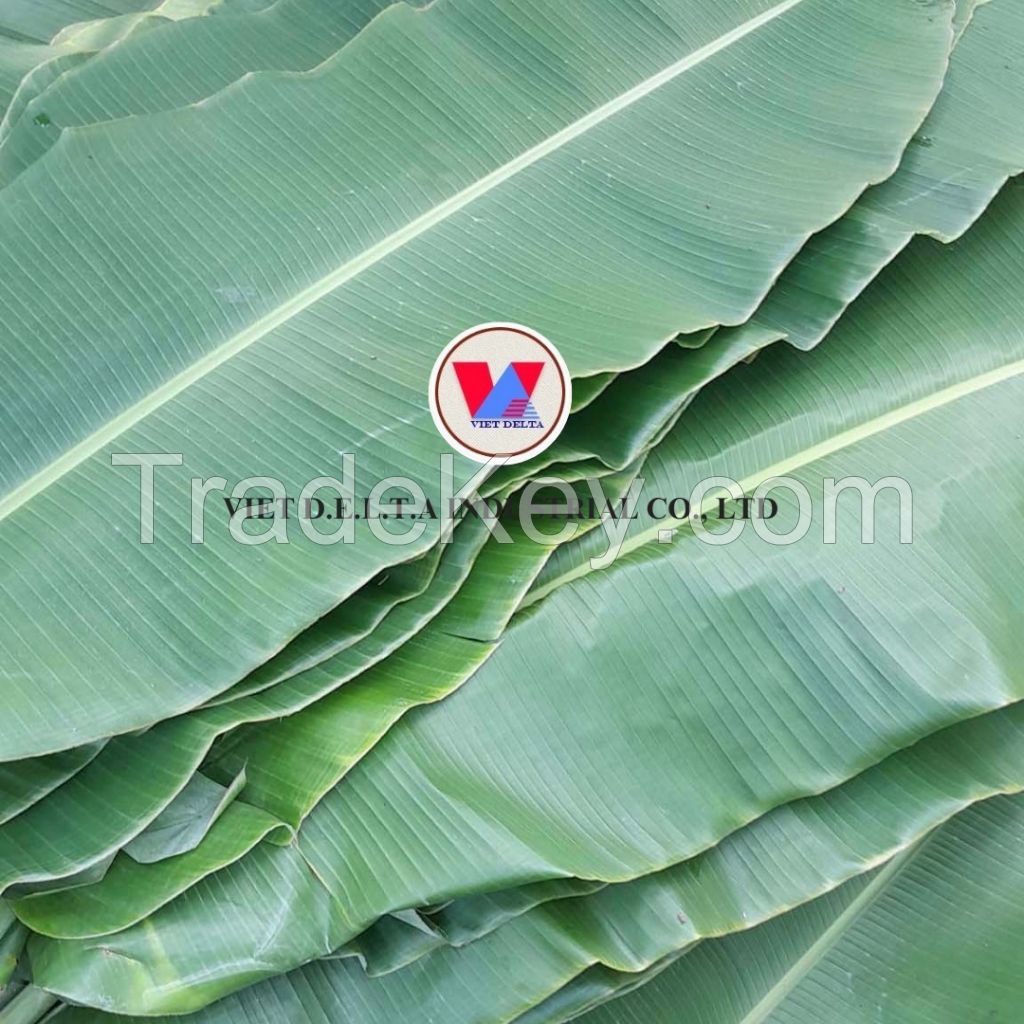 FRESH VIETNAMESE BANANA LEAVES - TOP GRADE LEAVES FOR CULINARY/ LOW PRICE