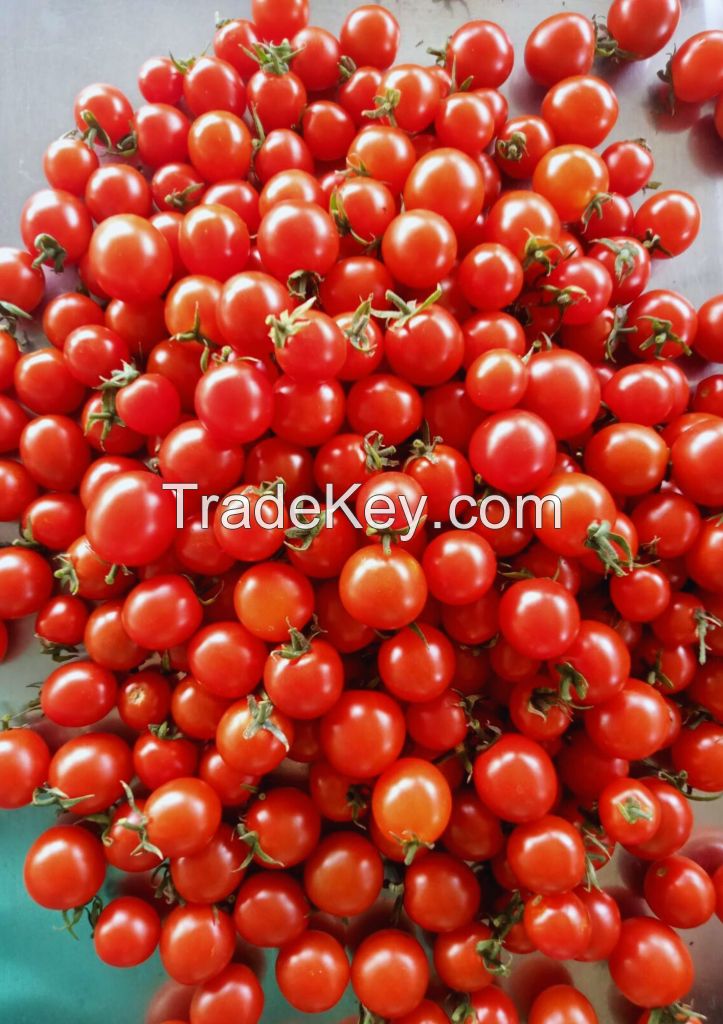 PREMIUM HAND-PICKED CHERRY TOMATOES IN RICH TOMATO SAUCE - CANNED FOR FRESHNESS