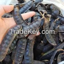 VIETNAMESE PREMIUM GLEDITSIA SINENSIS // 100% NATURAL // HIGH QUALITY FOR YOUR CHOICE // GOOD PRICE FROM VIETNAM