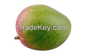 FRESH VIETNAMESE MANGO - HIGH-QUALITY TROPICAL FRUIT - PREMIUM EXPORT MANGO FROM VIETNAM