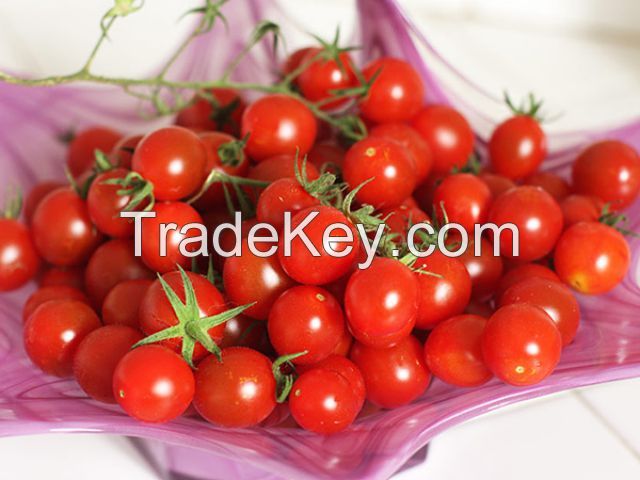 PREMIUM HAND-PICKED CHERRY TOMATOES IN RICH TOMATO SAUCE - CANNED FOR FRESHNESS