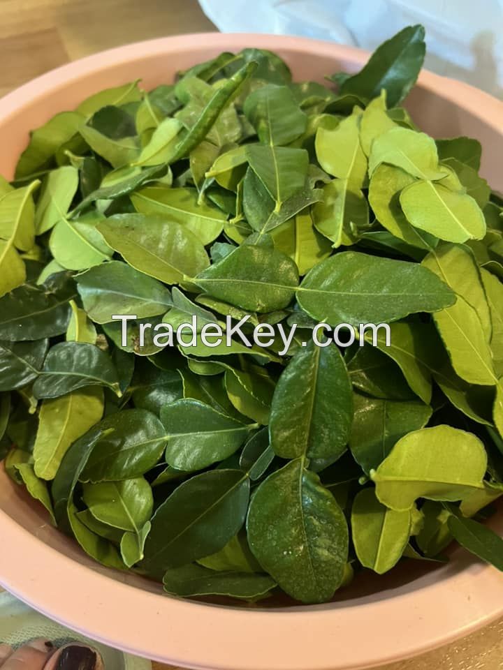 PREMIUM DRIED KAFFIR LEAVES / NATURAL FLAVOR ENHANCER FOR COOKING / BEST PRICE FROM VIETNAM