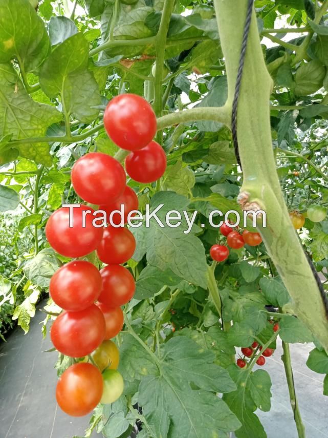 PREMIUM HAND-PICKED CHERRY TOMATOES IN RICH TOMATO SAUCE - CANNED FOR FRESHNESS