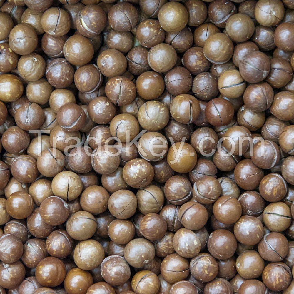 HIGH-QUALITY MACADAMIA NUTS IN VIETNAM - SHELLED/ UNSHELLED - TOP NUT FOR YOU