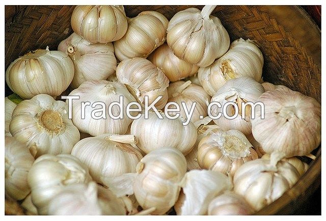 HIGH QUALITY VIETNAM ORIGIN FROZEN GARLIC FOR EXPORT WITH LONG SHELF LIFE