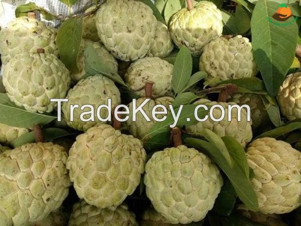 FRESH ORGANIC CUSTARD APPLE FRUIT FROM VIETNAM - PREMIUM FRUIT FOR DESSERTS