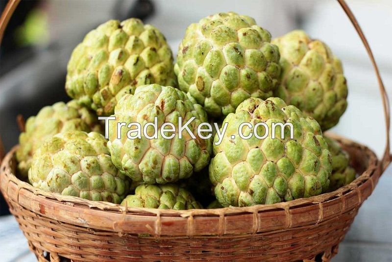FRESH ORGANIC CUSTARD APPLE FRUIT FROM VIETNAM - PREMIUM FRUIT FOR DESSERTS