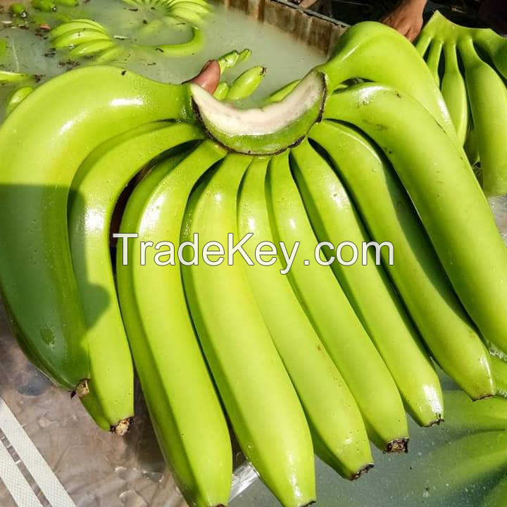 FRESH CAVENDISH BANANAS Ã¢ï¿½ï¿½ SWEET AND NUTRITIOUS