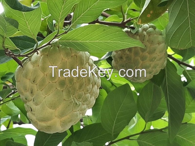 FRESH ORGANIC CUSTARD APPLE FRUIT FROM VIETNAM - PREMIUM FRUIT FOR DESSERTS
