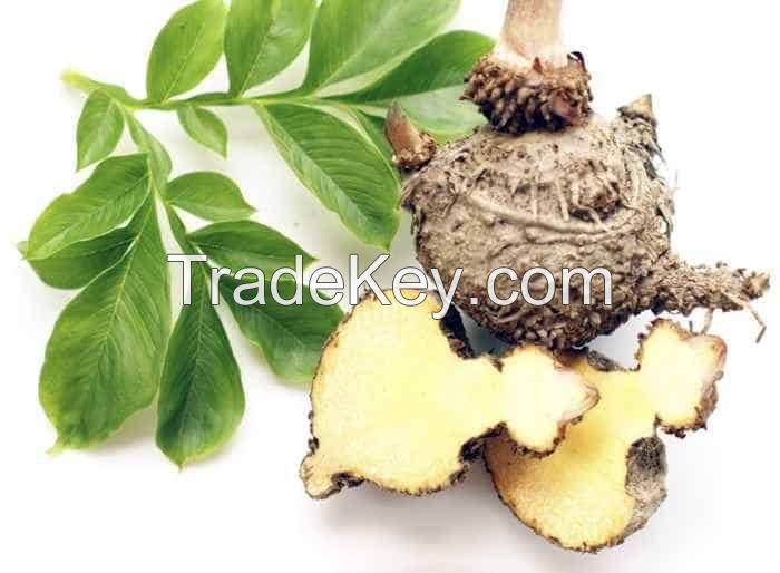 HIGH QUALITY KONJAC POWDER FROM VIETNAM FOR NATURAL THICKENING AGENT 