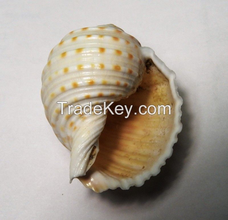 SPOTTED TUN SHELL FROM VIETNAM - VERSATILE MATERIAL - SUITABLE FOR CRAFTING