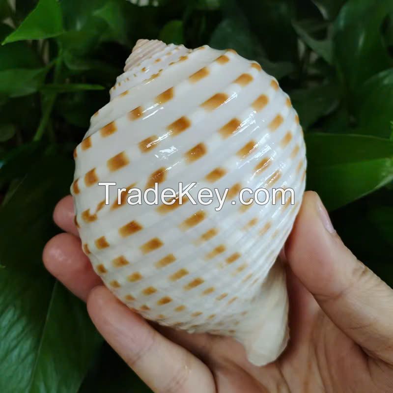 SPOTTED TUN SHELL FROM VIETNAM - VERSATILE MATERIAL - SUITABLE FOR CRAFTING