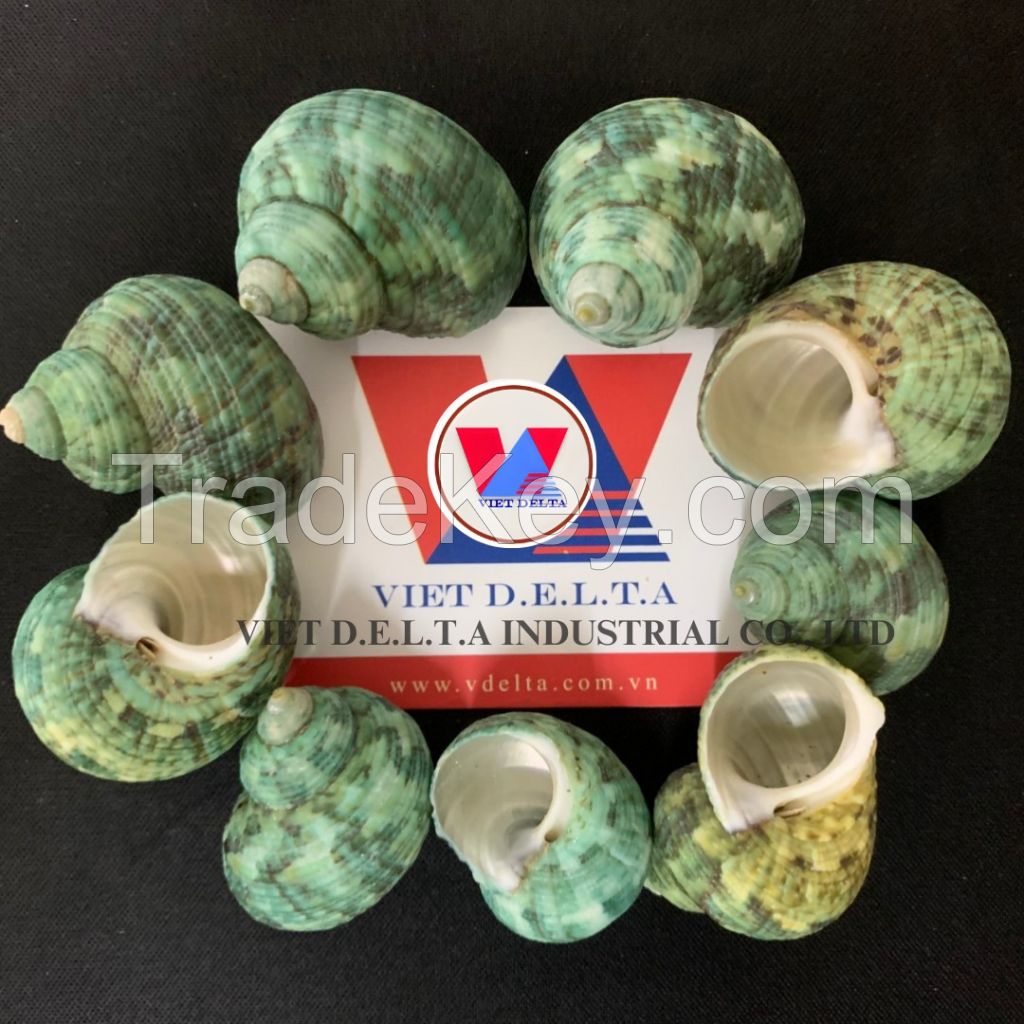 SPOTTED TUN SHELL FROM VIETNAM - VERSATILE MATERIAL - SUITABLE FOR CRAFTING