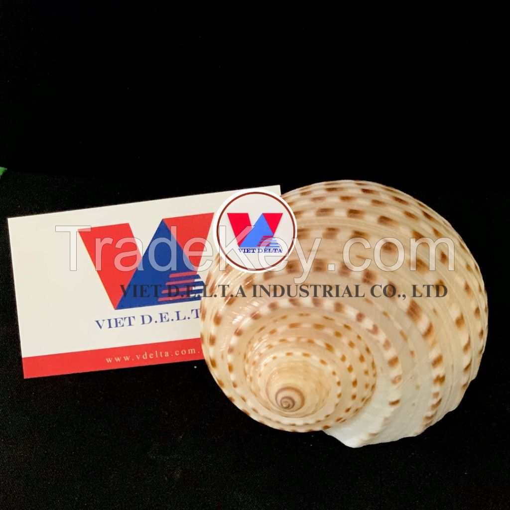 SPOTTED TUN SHELL FROM VIETNAM - VERSATILE MATERIAL - SUITABLE FOR CRAFTING