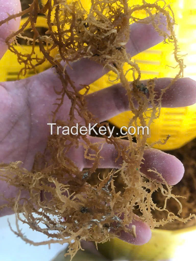 PREMIUM DRIED YELLOW SEA MOSS FROM VIETNAM - 100% NATURAL ORGANIC SEAWEED