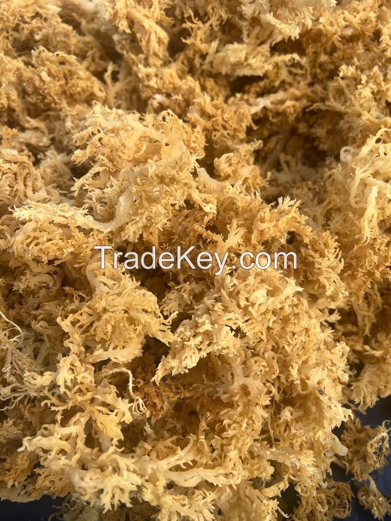 PREMIUM DRIED YELLOW SEA MOSS FROM VIETNAM - 100% NATURAL ORGANIC SEAWEED