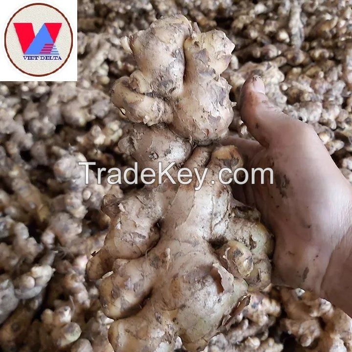 PREMIUM FRESH GINGER FROM VIETNAM - NATURAL SPICE FOR COOKING AND HEALING