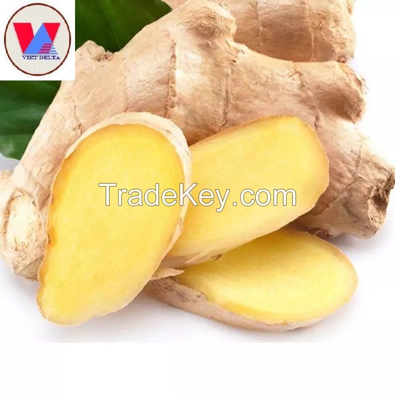 PREMIUM FRESH GINGER FROM VIETNAM - NATURAL SPICE FOR COOKING AND HEALING