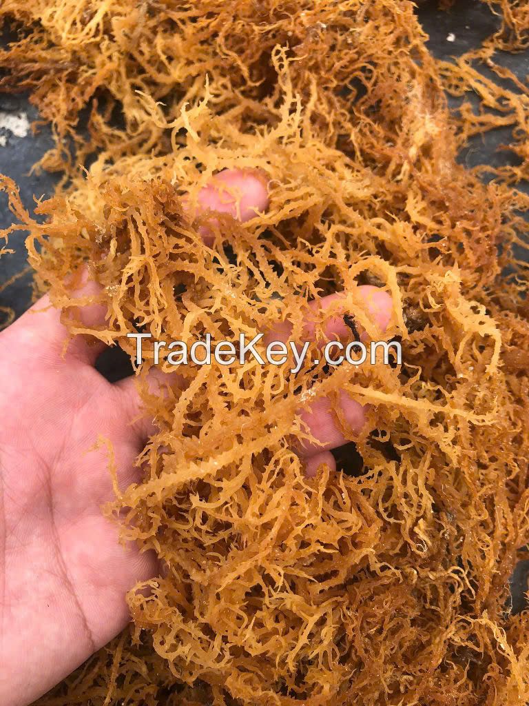 PREMIUM DRIED YELLOW SEA MOSS FROM VIETNAM - 100% NATURAL ORGANIC SEAWEED