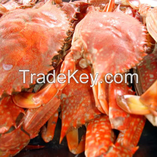 CRAB SHELL COMPOST / NATURAL SOIL CONDITIONER / MADE IN VIETNAM