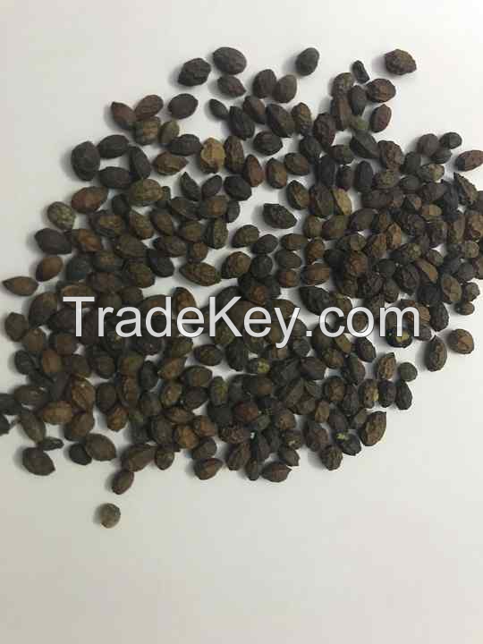 FRESHLY DRIED PAPAYA SEEDS / ORGANIC HEALTH BOOST / MADE IN VIETNAM