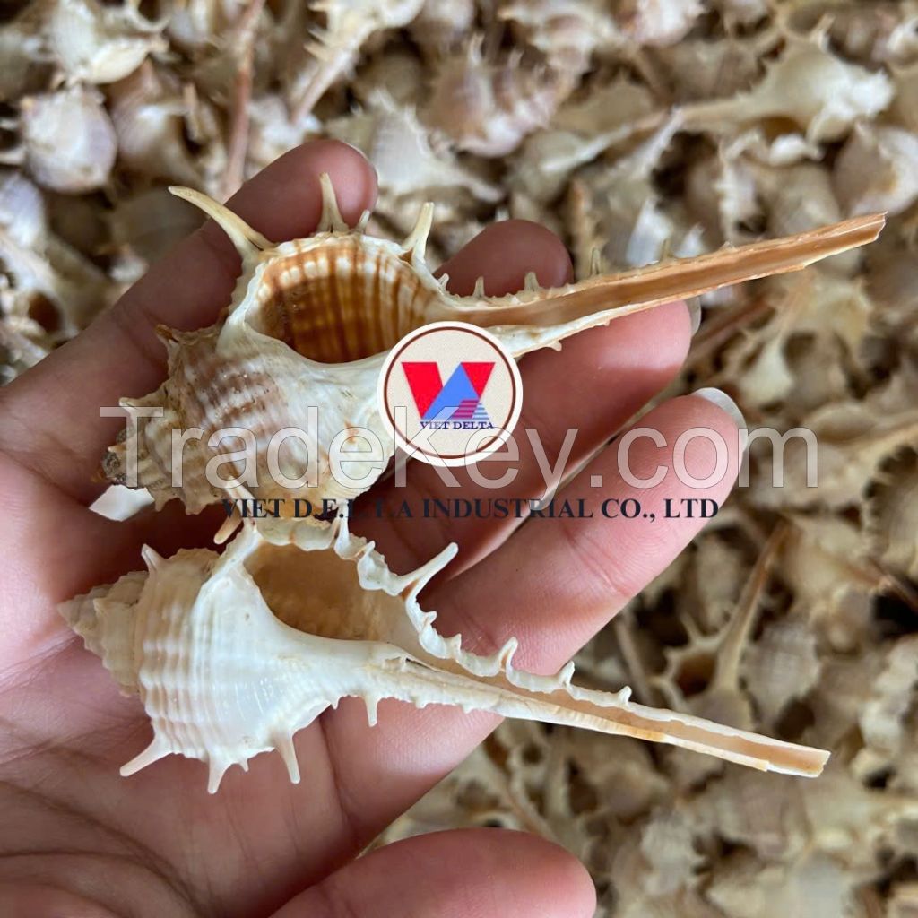 AUTHENTIC VIETNAMESE SEA SHELLS / BEAUTIFUL NATURAL DESIGNS FOR CRAFTING AND DECOR / MADE IN VIETNAM