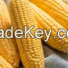 NATURAL BOUNTY FROZEN SWEET CORN KERNELS / FRESHLY HARVESTED / COST-EFFECTIVE / MADE IN VIETNAM