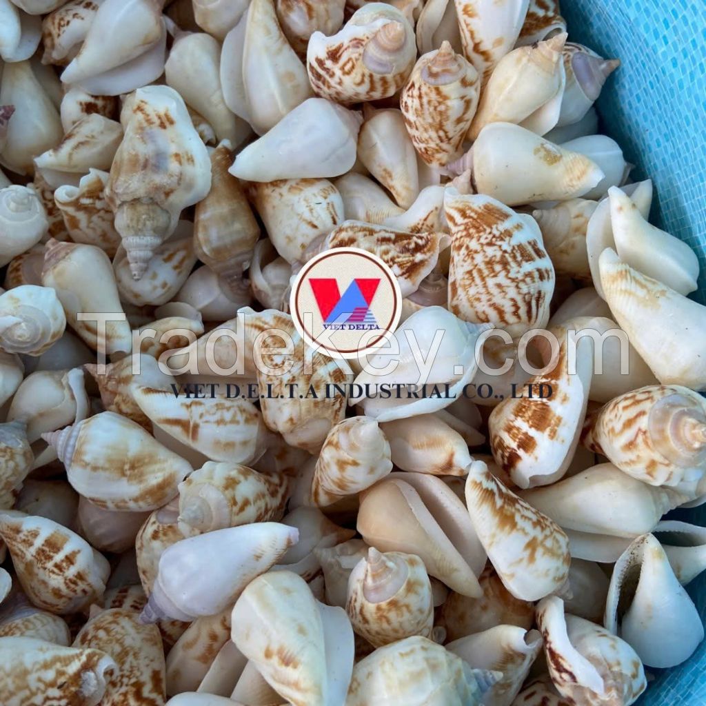 AUTHENTIC VIETNAMESE SEA SHELLS / BEAUTIFUL NATURAL DESIGNS FOR CRAFTING AND DECOR / MADE IN VIETNAM