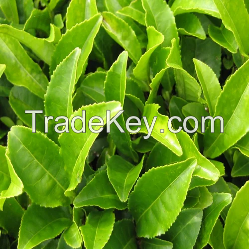 GOURMET GREEN TEA LEAVES / PERFECT FOR A REFRESHING BREW / MADE IN VIETNAM