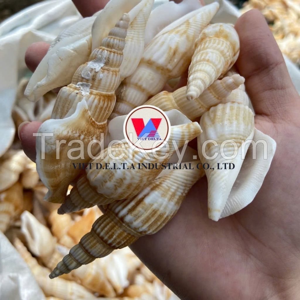 AUTHENTIC VIETNAMESE SEA SHELLS / BEAUTIFUL NATURAL DESIGNS FOR CRAFTING AND DECOR / MADE IN VIETNAM