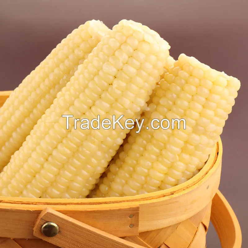 NATURAL FROZEN STICKY CORN / SWEET AND NUTRITIOUS / MADE IN VIETNAM