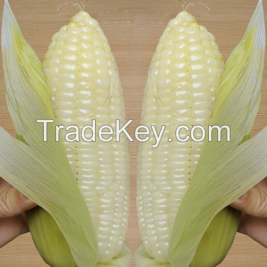 NATURAL FROZEN STICKY CORN / SWEET AND NUTRITIOUS / MADE IN VIETNAM