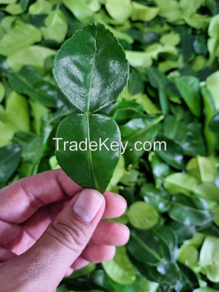 BEST FROZEN LEMON LEAF FOR HERBAL TEAS & DISHES / SUPERIOR AROMA / COMPETITIVE PRICES / MADE IN VIETNAM