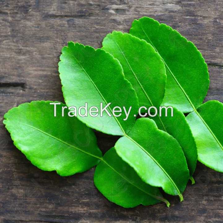 BEST FROZEN LEMON LEAF FOR HERBAL TEAS & DISHES / SUPERIOR AROMA / COMPETITIVE PRICES / MADE IN VIETNAM