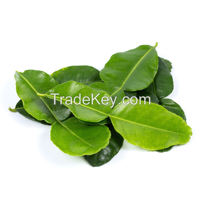 BEST FROZEN LEMON LEAF FOR HERBAL TEAS & DISHES / SUPERIOR AROMA / COMPETITIVE PRICES / MADE IN VIETNAM