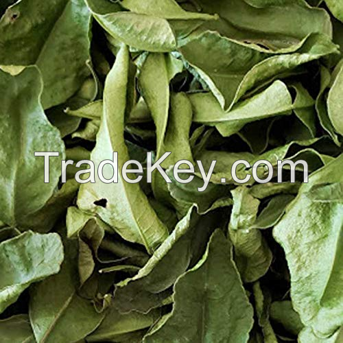 NATURALLY DRIED LIME LEAF / INTENSE CITRUS AROMA & PURE QUALITY / COST-EFFECTIVE BULK OPTIONS / MADE IN VIETNAM